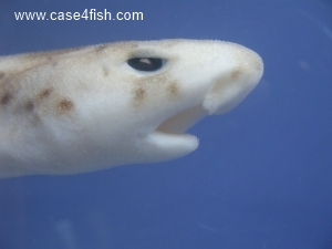 Foto Galerie/Carcharhiniformes/Scyliorhinus stellaris/Scyliorhinus stellaris_04_S.jpg